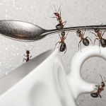 A cukor kiváló módszer lehet a hangyák otthoni irtására